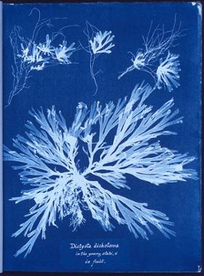 Prussian Blue and White illustration of a cyanotype process using flowers