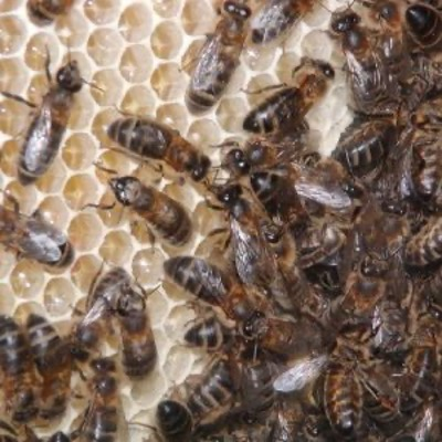 A detail photograph of honey bees making honey in a honeycomb.