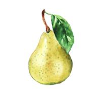 watercolor pear