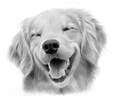 pencil drawing of a happy dog