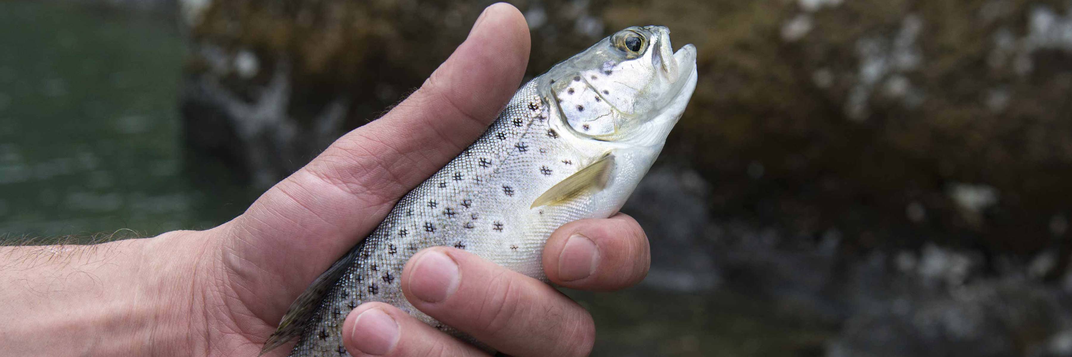 A hand holds a newly-caught silver speckled fish in front of a nondescript aquatic background.