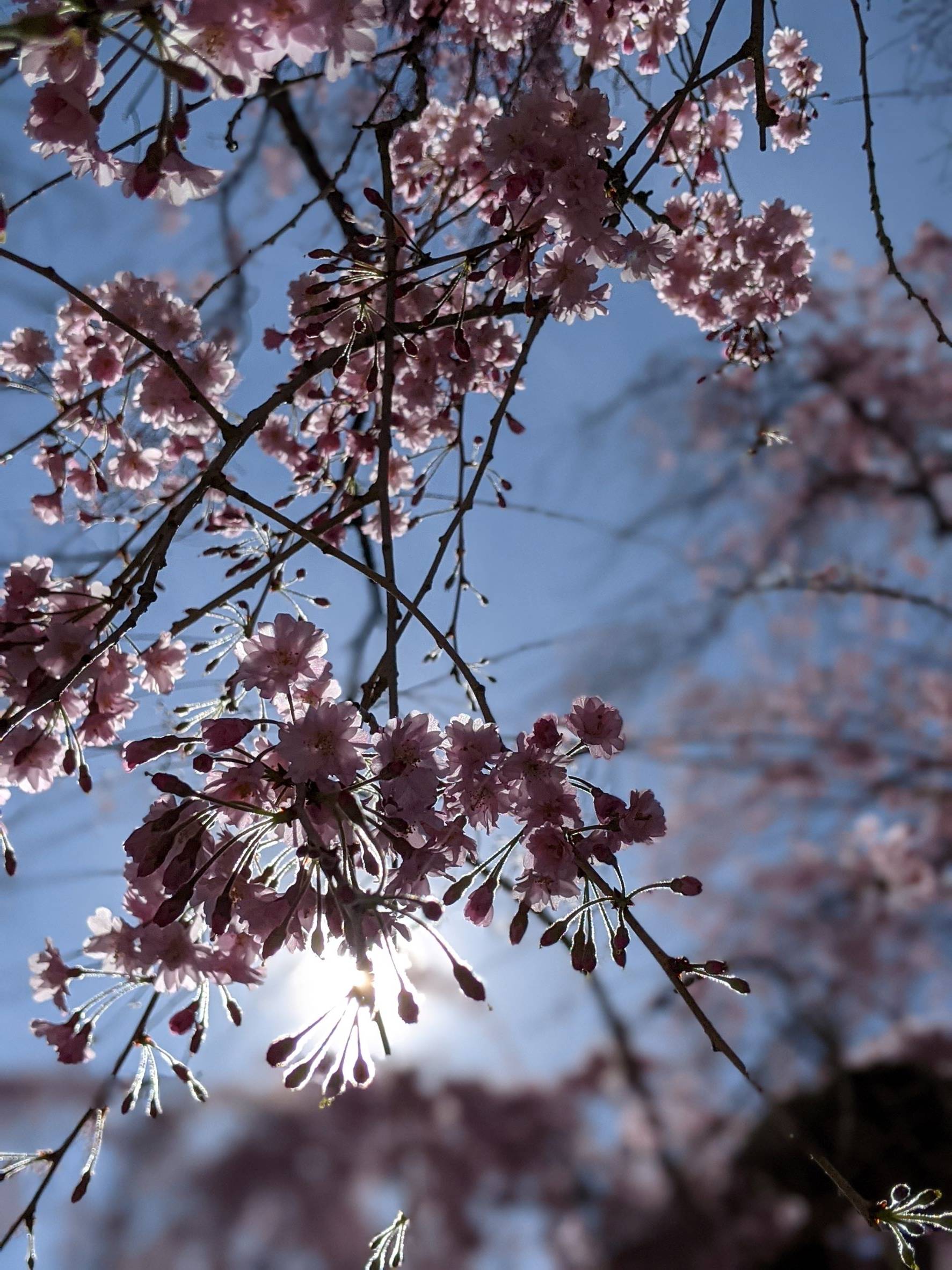 spring blooms with sun shining through